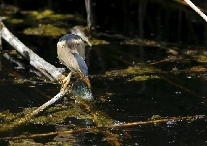 Framed Print : Little bittern Ixobrychus catches a sunbass