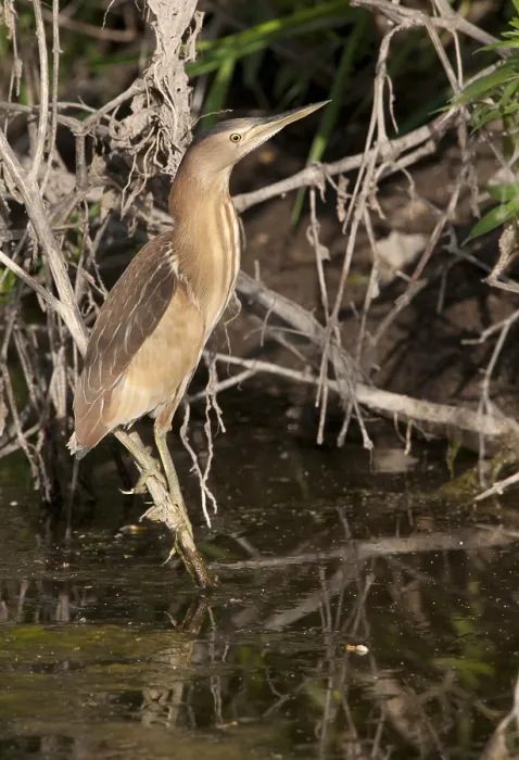 Framed Print : Little Bittern (Ixobrychus minutus)