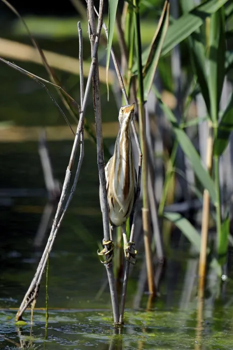 Framed Print : Little bittern (Ixobrychus minutus) Framed Print : Little bittern (Ixobrychus minutus)