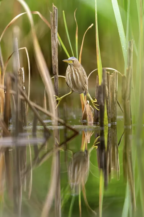 Framed Print : Little Bittern (Ixobrychus minutus) Framed Print : Little Bittern (Ixobrychus minutus)