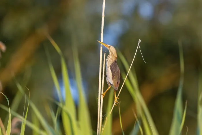 Framed Print : Little bittern (Ixobrychus minutus)