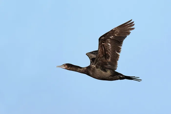 Framed Print : Little Black Cormorant (Phalacrocorax sulcirostris) flying