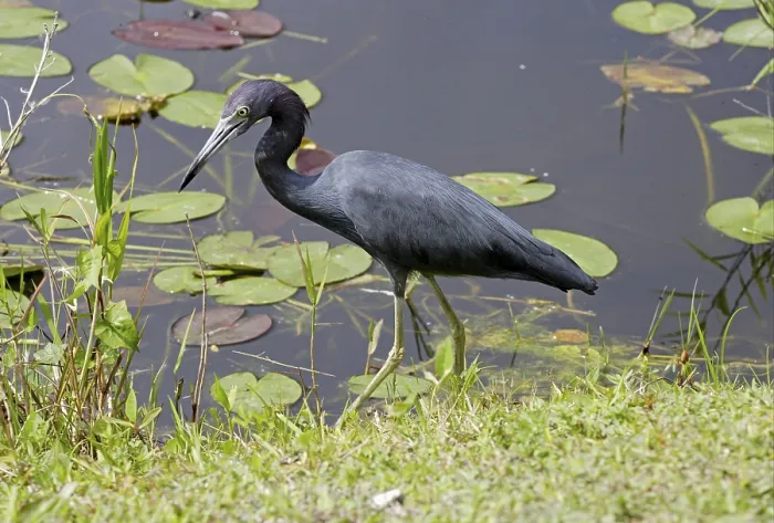 Framed Print : Little Blue Heron (Egretta caerulea) Framed Print : Little Blue Heron (Egretta caerulea)