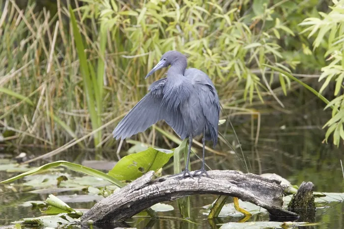 Framed Print : Little Blue Heron (Egretta caerulea) Framed Print : Little Blue Heron (Egretta caerulea)