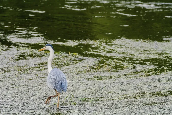 Framed Print : Little blue heron standing on a pebbled sandbar in a shallow river hunting for food