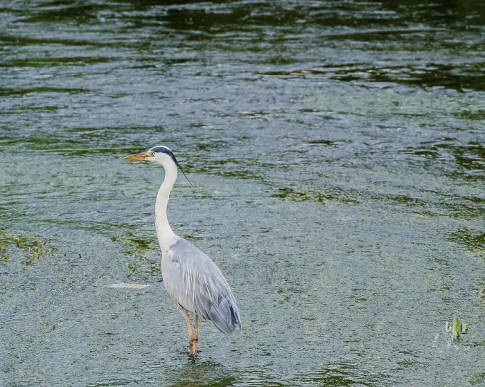 Framed Print : Little blue heron standing on a pebbled sandbar in a shallow river hunting for food Framed Print : Little blue heron standing on a pebbled sandbar in a shallow river hunting for food