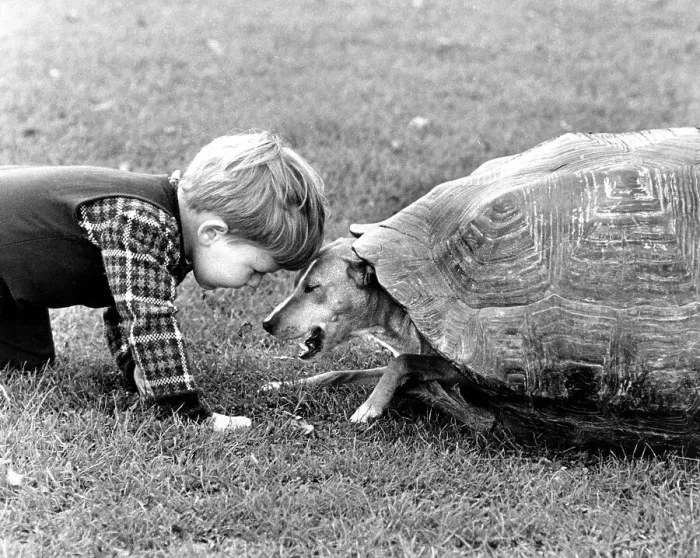 Framed Print : Little boy and dog playing with a turtle shell Framed Print : Little boy and dog playing with a turtle shell