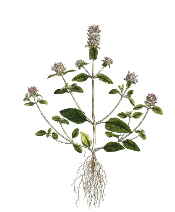 Framed Print : Little Brownelle, also known as common selfheal (Prunella vulgaris)