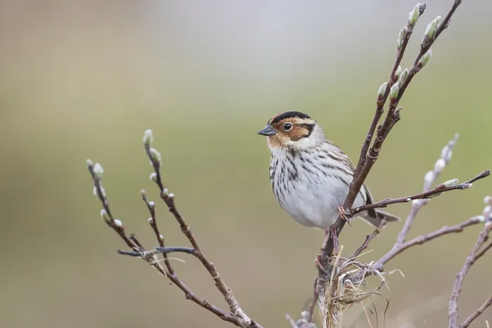 Framed Print : Little Buntint - Zwergammer - Emberiza pusilla