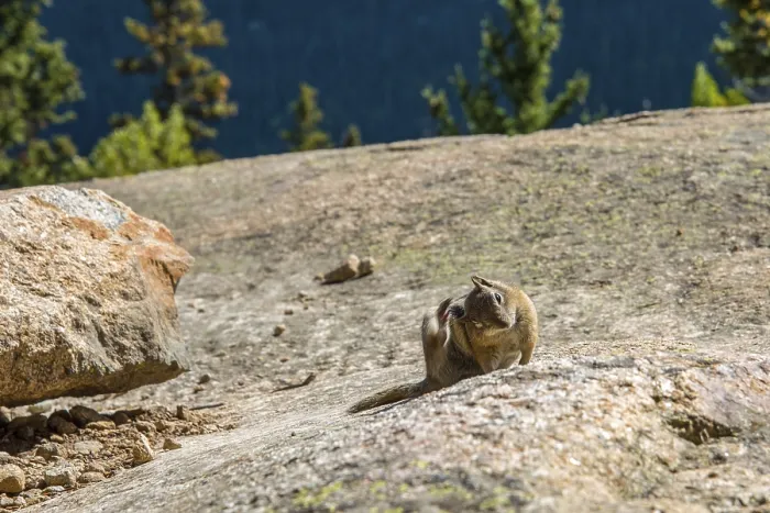 Framed Print : A little chipmunk posing nosy in the Rocky Mountains National Park