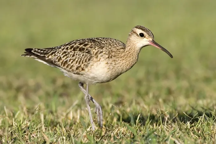 Framed Print : Little Curlew (Numenius minutus) Framed Print : Little Curlew (Numenius minutus)