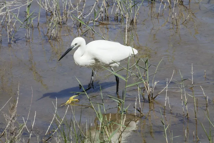 Framed Print : Little Egret Framed Print : Little Egret
