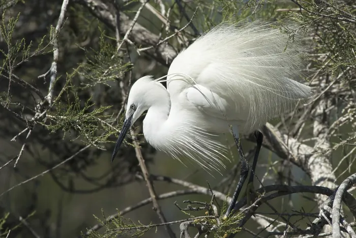 Framed Print : Little Egret in breeding plumage (Egretta garzetta)