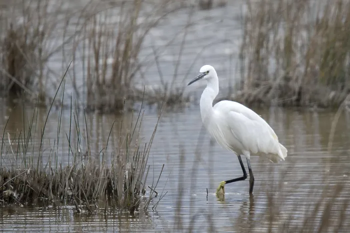 Framed Print : Little Egret (Egretta garzetta)
