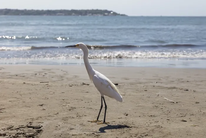 Framed Print : Little Egret (Egretta garzetta)