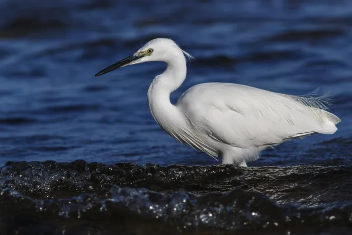 Framed Print : Little Egret (Egretta garzetta) fishing on sea Framed Print : Little Egret (Egretta garzetta) fishing on sea