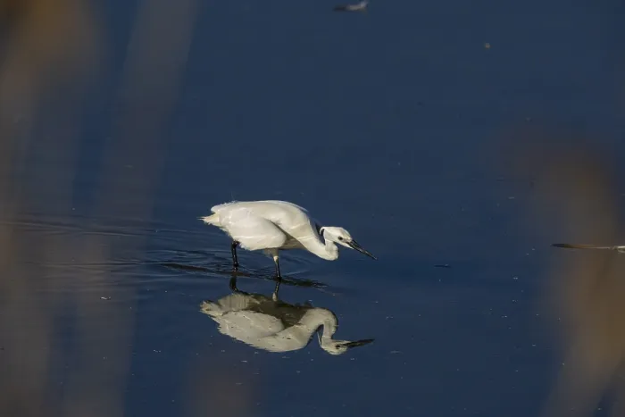 Framed Print : Little Egret (Egretta garzetta) Germany