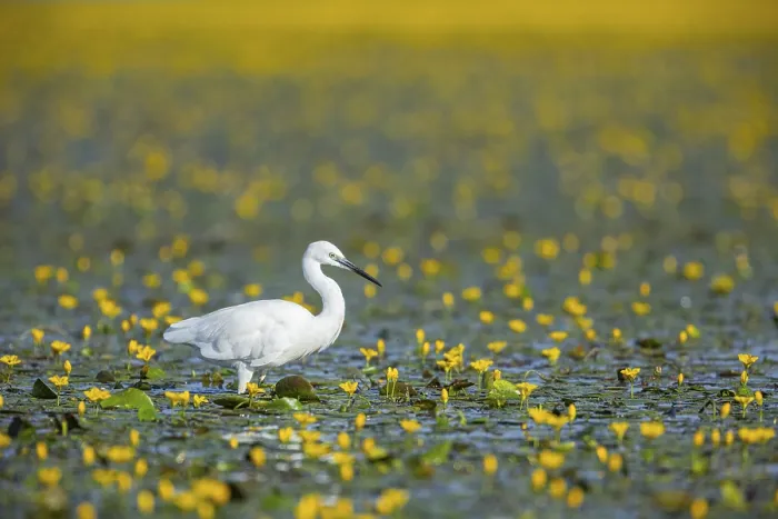 Framed Print : Little Egret (Egretta garzetta) Hungary Framed Print : Little Egret (Egretta garzetta) Hungary
