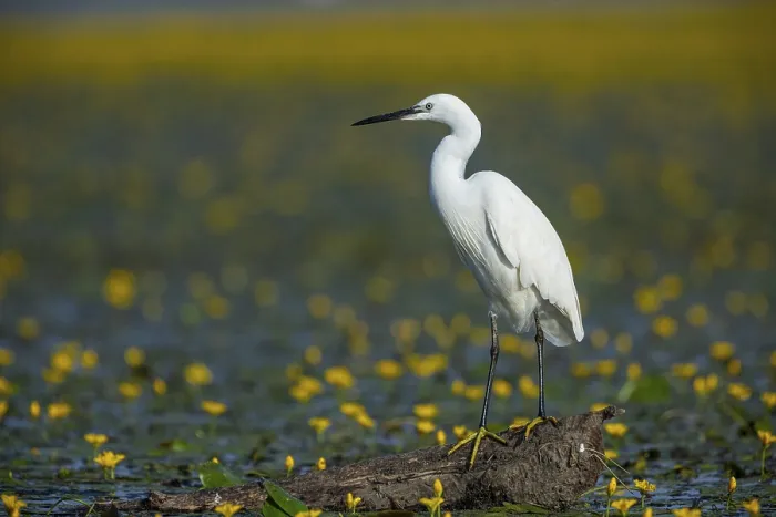 Framed Print : Little Egret (Egretta garzetta) Hungary