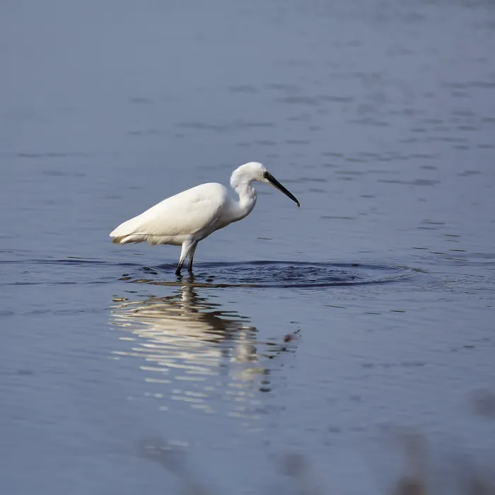 Framed Print : Little Egret (Egretta garzetta) in the pond