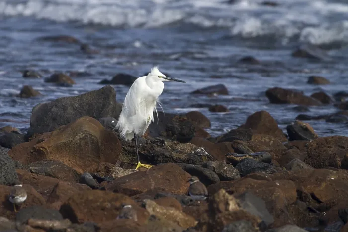 Framed Print : Little egret (egretta garzetta) resting on the rocks