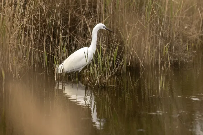 Framed Print : Little egret (Egretta garzetta) in spring wetlands of Camargue Framed Print : Little egret (Egretta garzetta) in spring wetlands of Camargue