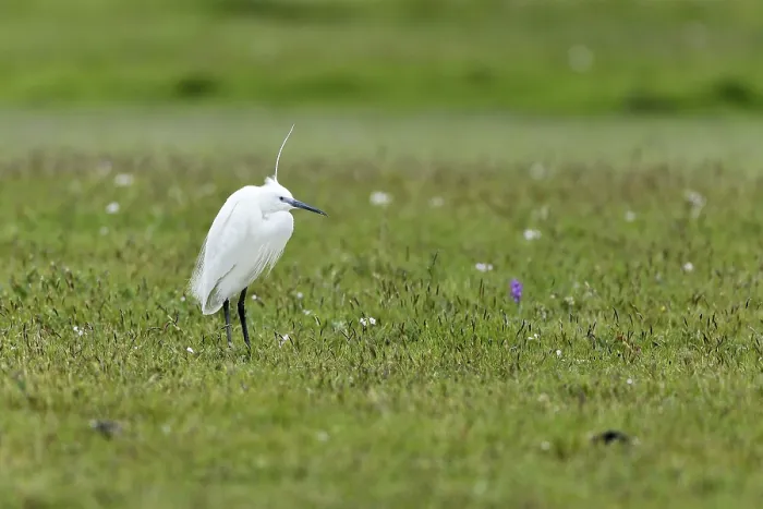 Framed Print : Little Egret (Egretta garzetta) standing in a meadow Framed Print : Little Egret (Egretta garzetta) standing in a meadow