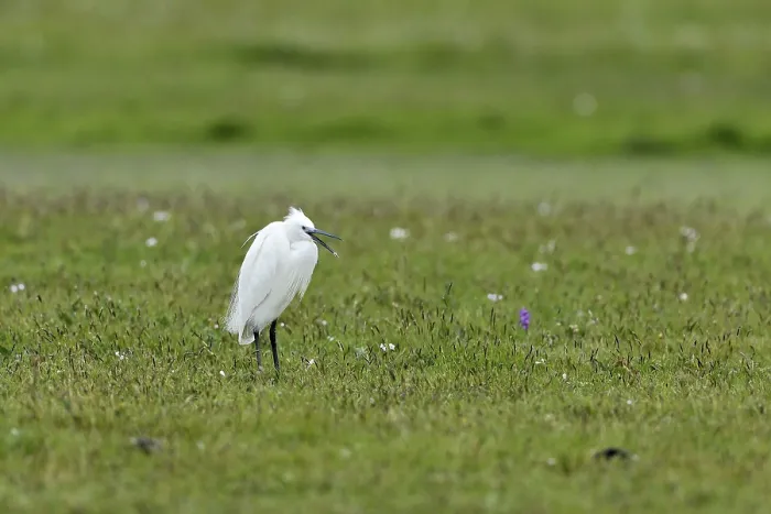 Framed Print : Little Egret (Egretta garzetta) standing in a meadow Framed Print : Little Egret (Egretta garzetta) standing in a meadow
