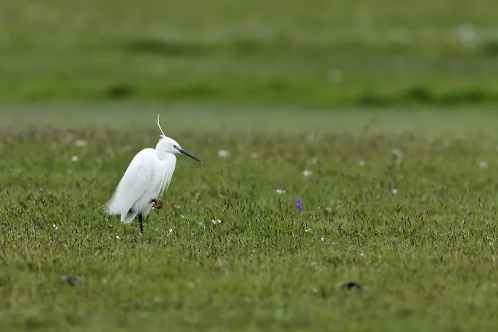 Framed Print : Little Egret (Egretta garzetta) standing in a meadow Framed Print : Little Egret (Egretta garzetta) standing in a meadow