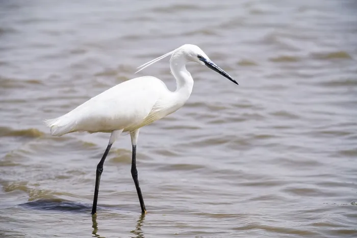 Framed Print : Little Egret (Egretta garzetta) in the water Framed Print : Little Egret (Egretta garzetta) in the water