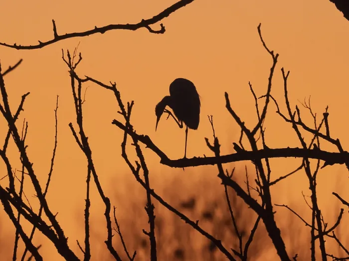 Framed Print : Little Egret (Egretta gazetta)