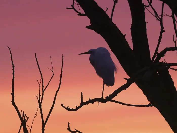 Framed Print : Little Egret (Egretta gazetta)