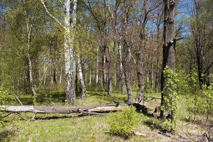 Framed Print : Little forest glade with lying tree trunk on a sunny spring day