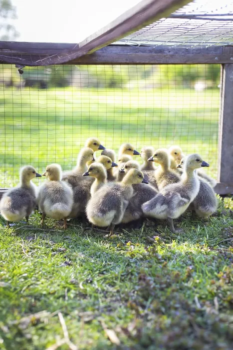Framed Print : The little geese crowded into the cages