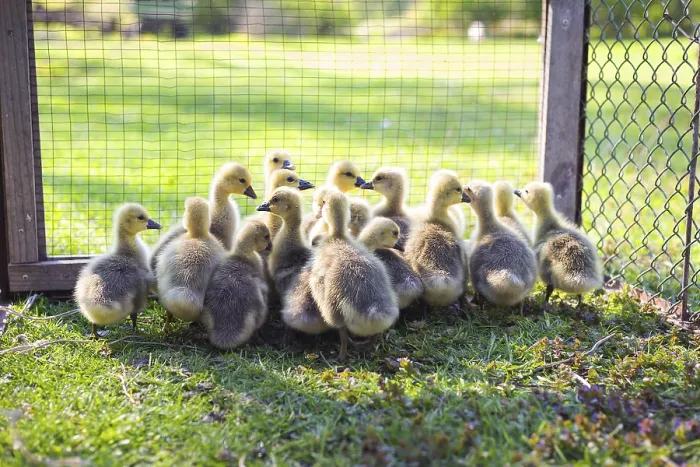 Framed Print : The little geese crowded into the cages