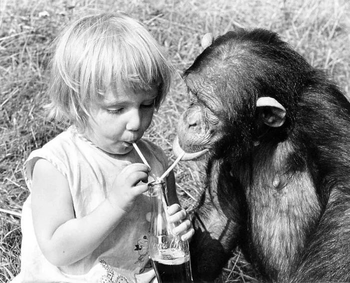 Framed Print : Little girl and chimpanzee drink together with straws from a Cola bottle Framed Print : Little girl and chimpanzee drink together with straws from a Cola bottle