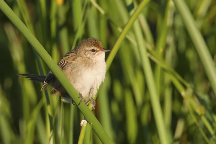 Framed Print : Little Grassbird (Megalurus gramineus)
