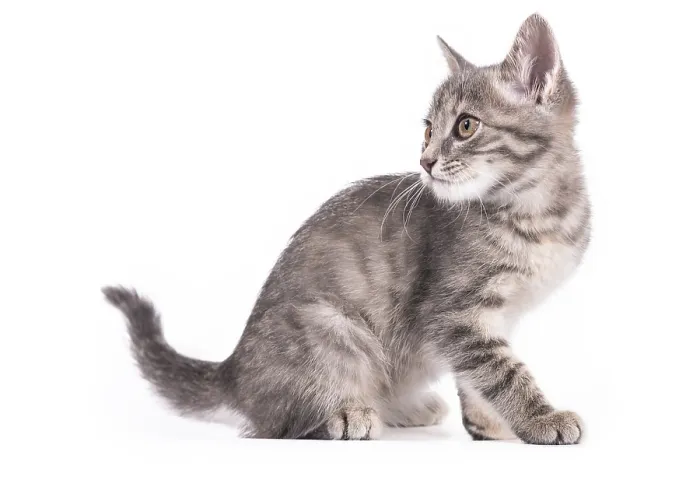 Framed Print : Little gray kitten isolated on white background