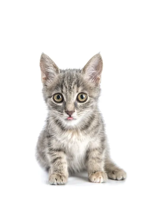 Framed Print : Little gray kitten isolated on white background