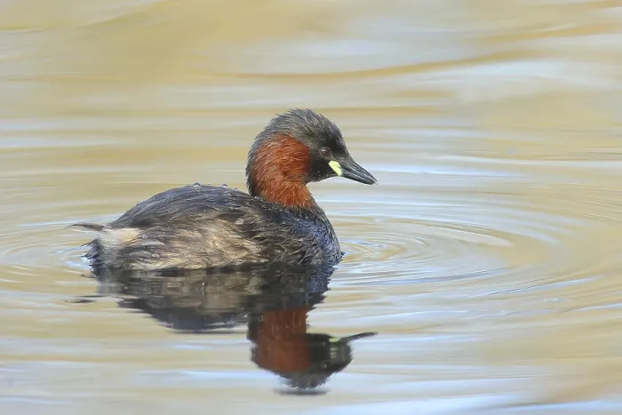 Framed Print : Little grebe (Tachybaptus ruficollis)