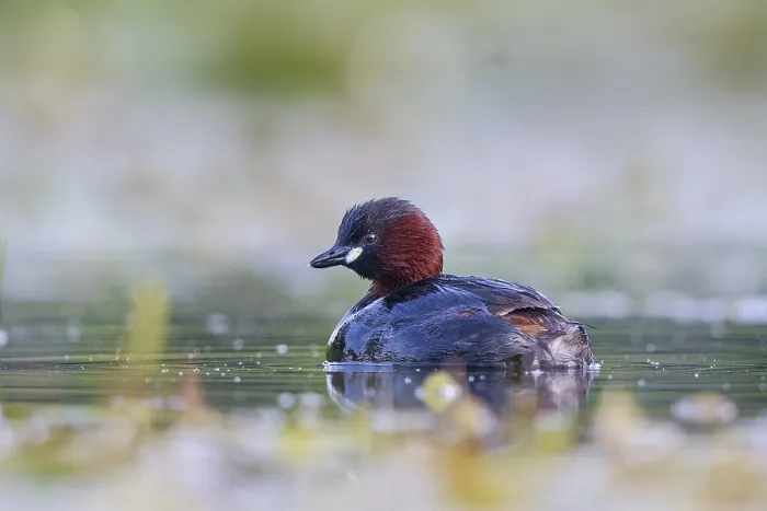 Framed Print : Little Grebe (Tachybaptus ruficollis) Framed Print : Little Grebe (Tachybaptus ruficollis)