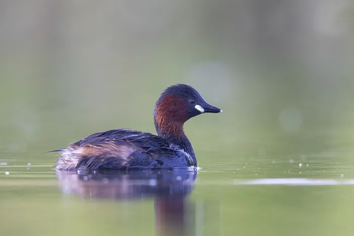 Framed Print : Little Grebe (Tachybaptus ruficollis)
