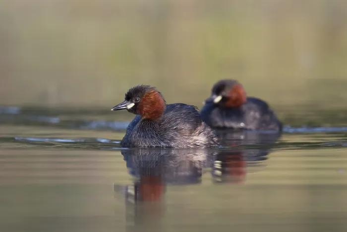 Framed Print : Little Grebe (Tachybaptus ruficollis)