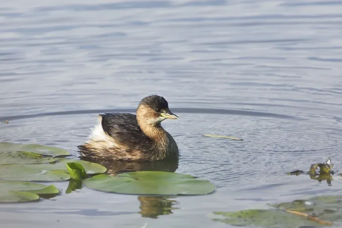 Framed Print : Little grebe (Tachybaptus ruficollis)