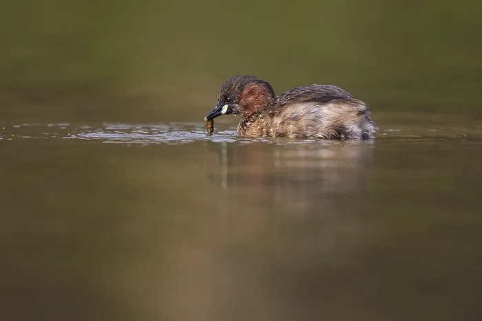 Framed Print : Little grebe (Tachybaptus ruficollis)