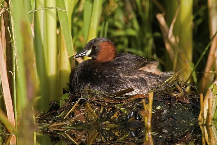 Framed Print : Little Grebe (tachybaptus ruficollis)