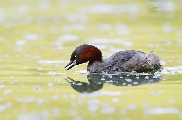 Framed Print : Little grebe (Tachybaptus ruficollis)