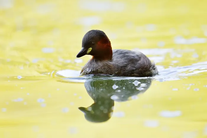 Framed Print : Little grebe (Tachybaptus ruficollis)