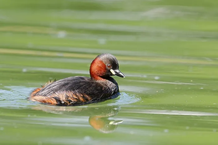 Framed Print : Little grebe (Tachybaptus ruficollis)