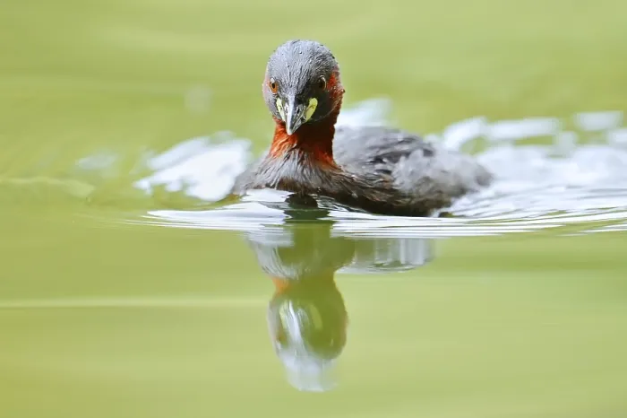 Framed Print : Little grebe (Tachybaptus ruficollis)